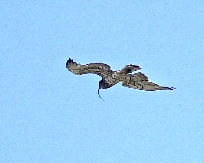 short-toed eagle with snake